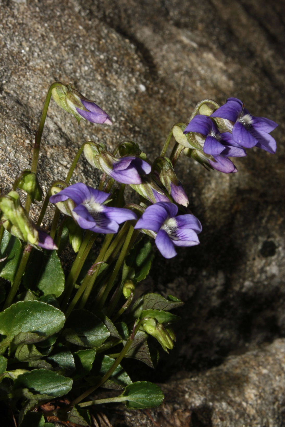 Viola riviniana / Viola di Rivinus